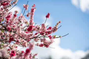 Cherry Blossoms Bloom Under a Bright Sky