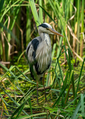 grey heron ardea cinerea