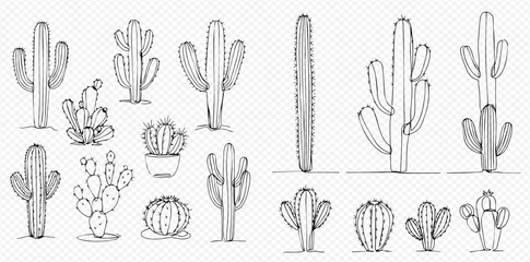 A collection of various sketched cactus plants in different shapes and sizes, isolated on a transparent background. © Lunara Arts