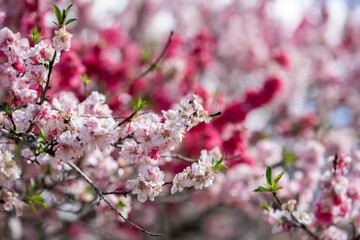 Blossoms of Spring Brighten a Sunny Garden Scene