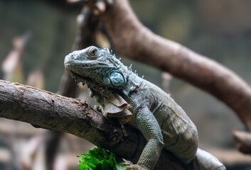 iguana on a tree