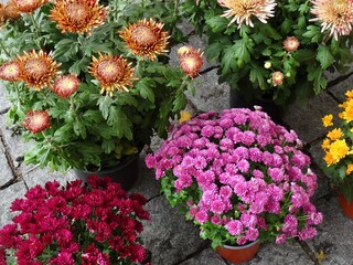 Colorful chrysanthemum flowers growing in pots in a garden center