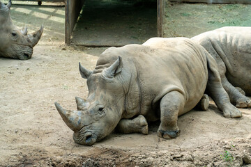 Obraz premium rhino in zoo