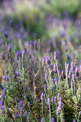 Lavender Fields Bloom Under the Gentle Sun