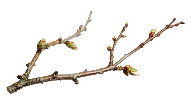 Awaiting Spring: Budding Branches of Awakening Life