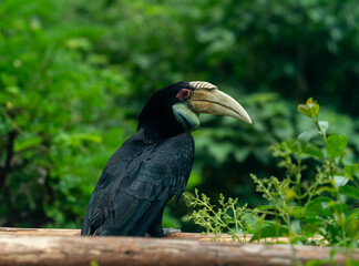 toucan in the park