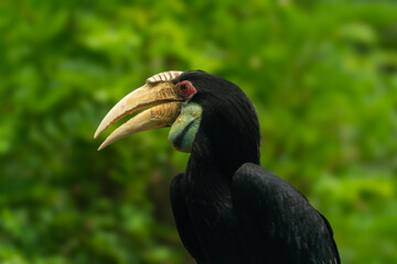 toucan on a tree