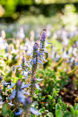 Blooming Blue Flowers in a Sunny Garden Setting