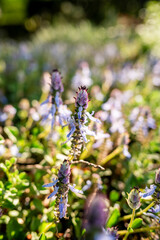Wildflowers Bloom in a Sunny Meadow
