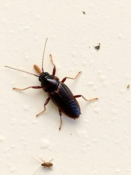 german cockroach, cockroach, palmetto bug, roach exterminator near me, cockroach exterminator, cockroach pest control, advion cockroach gel, cockroach exterminator near me, cockroach infestation