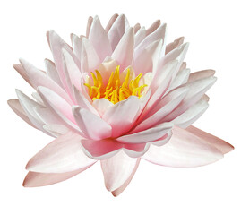 Lotus  flower  on  a  white isolated background with clipping path. Closeup. For design. Nature.. Transparent background.	