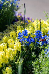 Obraz premium Colorful Blooms in Spring Garden