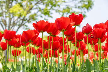 Fototapeta premium 春の青空に映える真っ赤なチューリップ畑