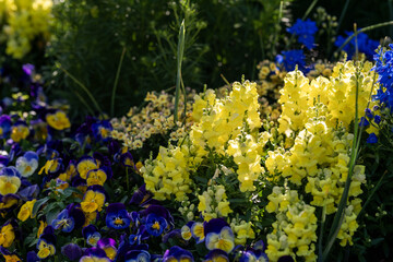 Bright Yellow Flowers Bloom Among Purple Pansies