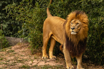 A male lion in the Sao Paulo Zoo, in Brazil