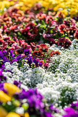 Vibrant Flowers Blooming in a Sunny Garden Display