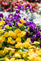 Vibrant Blooms for a Spring Garden