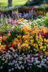 Vibrant Flowers Blooming in a Sunny Garden Space