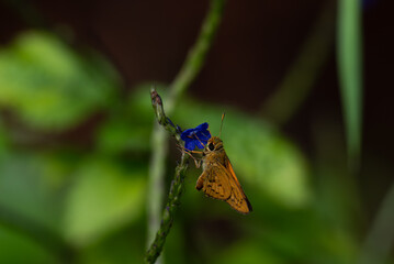  A small butterfly perched on mid flight . The background is soft, blurred field of green and highlighting the subject.