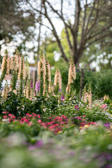 Spring Garden With Blooming Flowers