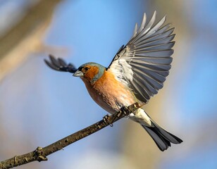 A bird in flight, perched on a branch