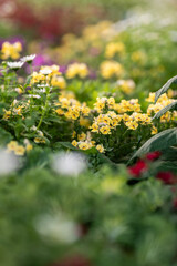 Vibrant Yellow Flowers Bloom in a Lush Garden