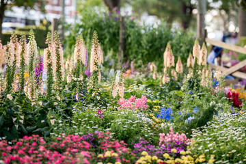 Vibrant Blooms in a Community Garden