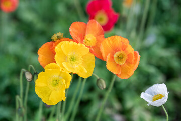 Vibrant Blooms Dance in the Gentle Spring Breeze