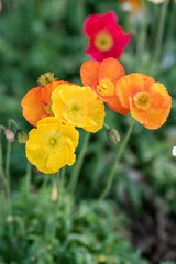 Bright Poppies Bloom in a Vibrant Garden Setting