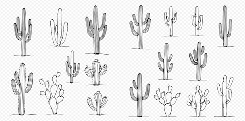 Collection of various cactus plants in a simple, hand-drawn style on a transparent background.