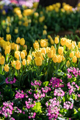 Yellow Tulips Bloom With Pink Flowers
