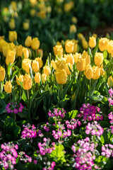 Yellow Tulips Bloom With Purple Flowers