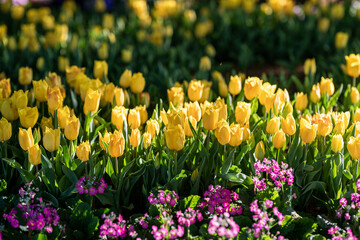 Bright Yellow Tulips Bloom Amidst Vibrant Flowers