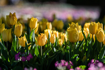 Bright Yellow Tulips Bloom in Evening Light