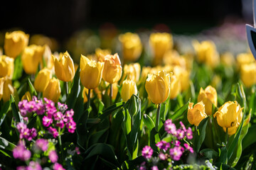 Vibrant Yellow Tulips Bloom in Springtime Garden