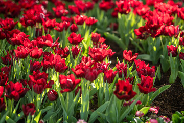 Bright Red Tulips Bloom in Sunny Garden Setting