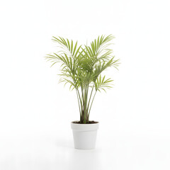 A Small Potted Areca Palm Plant With Green Leaves On A Transparent Background