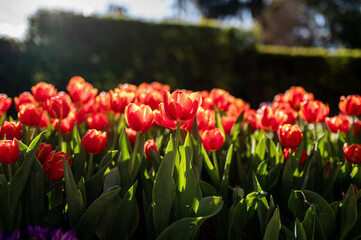 Vibrant Tulips Bloom Brightly in Sunlit Garden