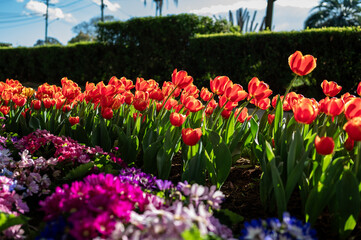 Vibrant Tulips and Flowers Bloom in the Sunlight