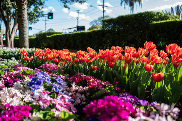 Colorful Tulip Garden Blooming in the Sunlight