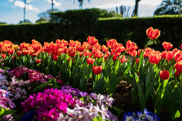 Colorful Tulip Garden Blooms on a Sunny Day
