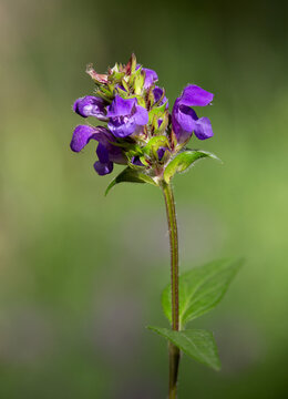 Macrophotographie d'une Brunelle &agrave; grandes fleurs - Prunella grandiflora