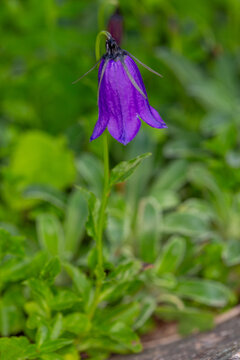 Macrophotographie d'une Campanule &agrave; fleurs sombres - Campanula pulla