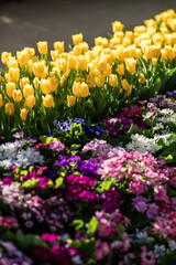 Vibrant Tulips in a Sunny Garden