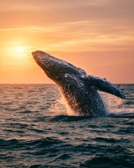Humpback Whale Breaching Powerfully Above Ocean Surface