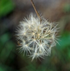 Delicate dandelion seed head displaying its intricate beauty in nature's embrace