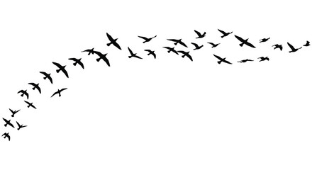 Flock of birds in flight forming a natural archway against the sky isolated on white background