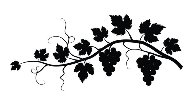 Silhouette of a grapevine with clusters and leaves symbolizing nature and harvest isolated on white background