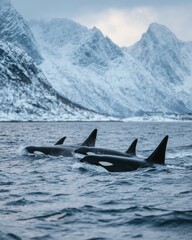 Naklejka premium Orca Family Swimming Together in Cold Northern Ocean
