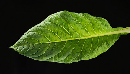 Two Tobacco Leaves On Black Background